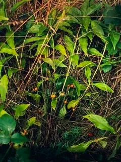 yellow horse-gentian thumbnail 2