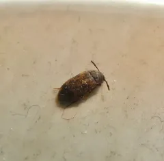 Multi-spotted Hairy Fungus Beetle thumbnail 3