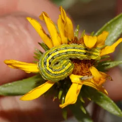 Mountain Hooded Owlet Moth thumbnail 4