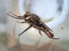 Cyrtopogon montanus thumbnail 3