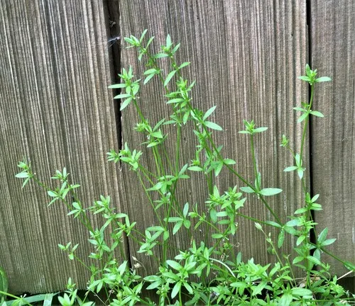 tiny bedstraw