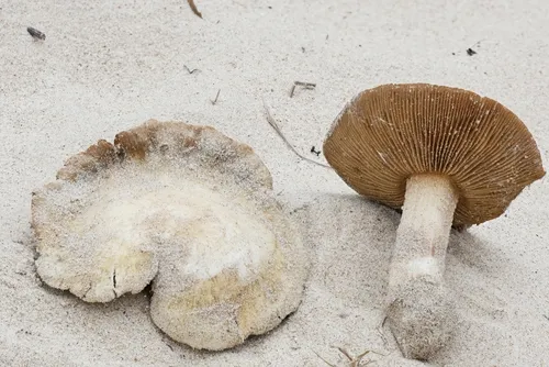 Inocybe serotina