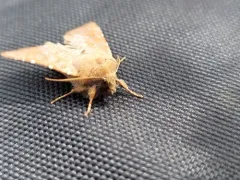 Orthosia ferrigera thumbnail 2