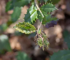 Phytomyza opacae thumbnail 1