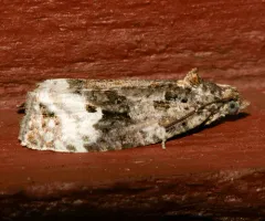 Sallow Apotomis Moth thumbnail 4
