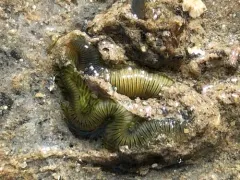 Eulalia quadrioculata thumbnail 3
