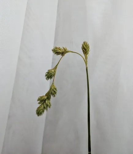 straw sedge