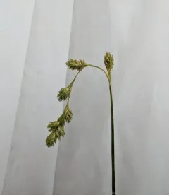 straw sedge thumbnail 1