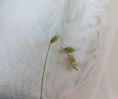 northern meadow sedge thumbnail 3