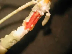 Usnea merrillii thumbnail 2