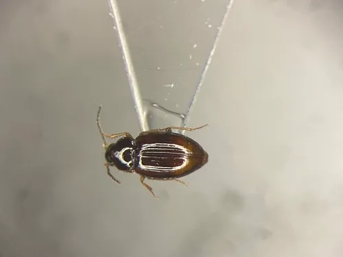 Elaphropus saturatus