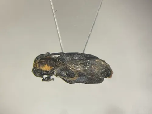 Eupogonius subarmatus