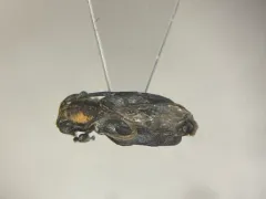 Eupogonius subarmatus thumbnail 1