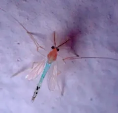 Stenochironomus macateei thumbnail 1