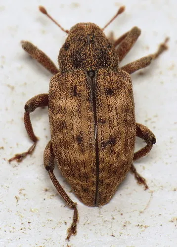Cryptorhynchus helvus