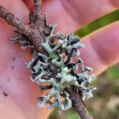 Green Loop Lichen thumbnail 3