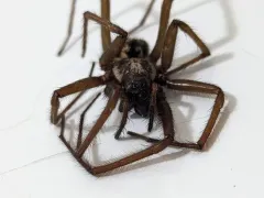 Giant House Spider thumbnail 3