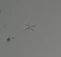 Actinastrum hantzschii thumbnail 2