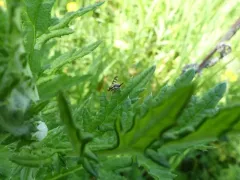 Knapweed Gall-fly thumbnail 3