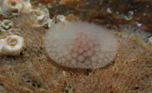 Cribrilina cryptooecium