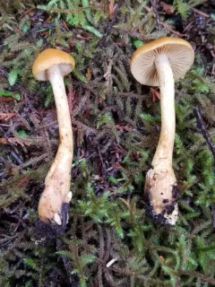 tawny webcap thumbnail 3