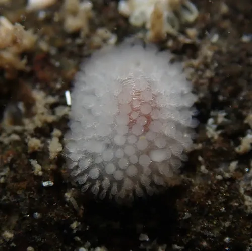 Fuzzy Onchidoris