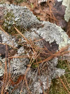 Punctelia graminicola thumbnail 2