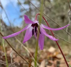 henderson's fawn lily thumbnail 3