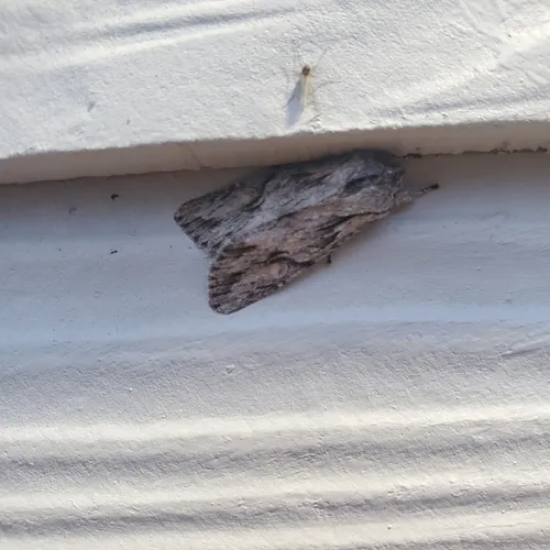 Egira crucialis
