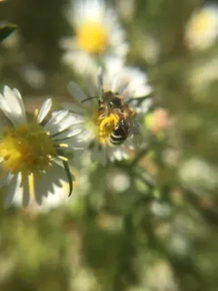 Canadian Mining Bee thumbnail 4