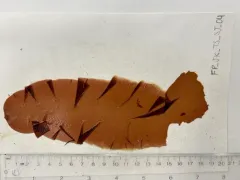 Wildemania amplissima thumbnail 3