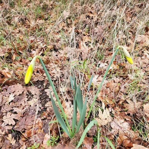 wild daffodil