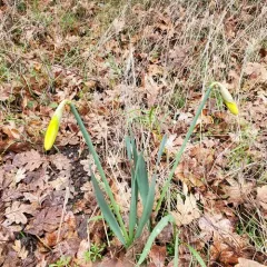 wild daffodil thumbnail 1