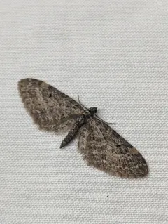 Larch Pug Moth thumbnail 4