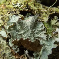 Oldgrowth Rag Lichen thumbnail 2