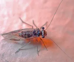 Mesopsocus laticeps thumbnail 3