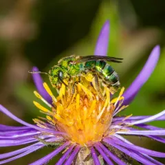 Silky Striped Sweat Bee thumbnail 3