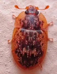 Lobiopa undulata thumbnail 2