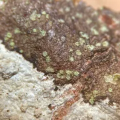 Fuscidea arboricola thumbnail 3