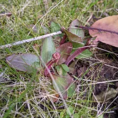 Wholeleaf Saxifrage thumbnail 2