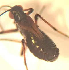 California Snow Scorpionfly thumbnail 2