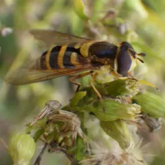 Yellow-legged Flower Fly thumbnail 1