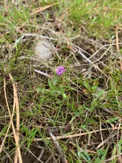 Mediterranean Stork's-bill thumbnail 2