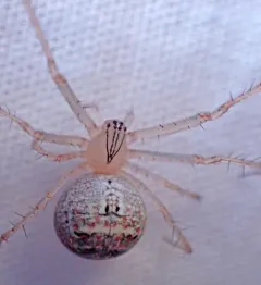 Mimetus epeiroides thumbnail 3