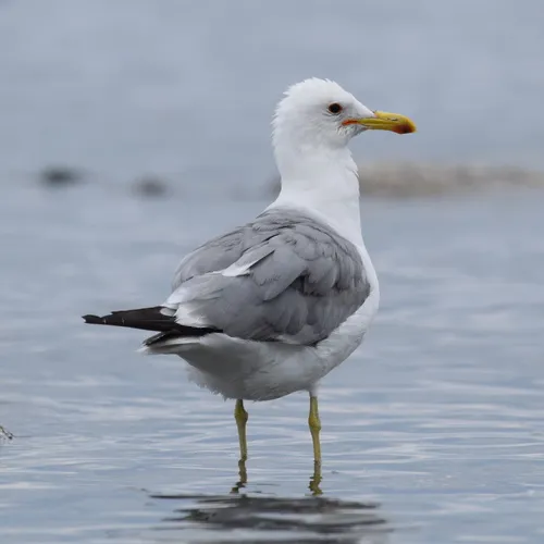 California Gull