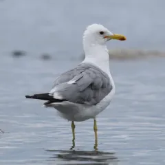California Gull thumbnail 1