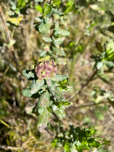 Coyote Brush Bud Gall Midge