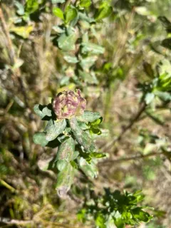 Coyote Brush Bud Gall Midge thumbnail 1