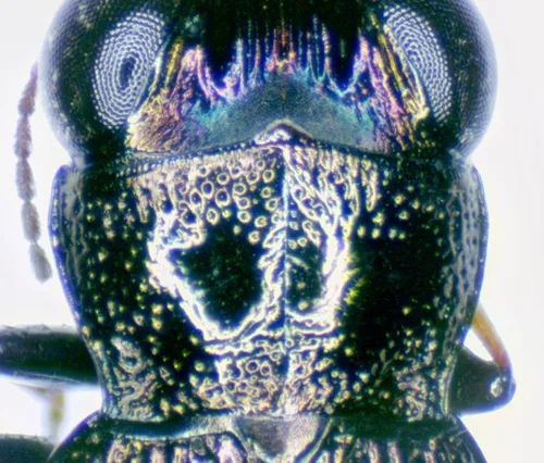 Notiophilus semistriatus