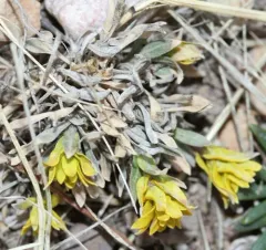 Mustard Flower Rust thumbnail 2
